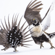 Greater sage-grouses. Canon EOS 6D with Canon 500mm EF f/4 L IS USM lens; 1/1500 second at f/5.6; ISO 800